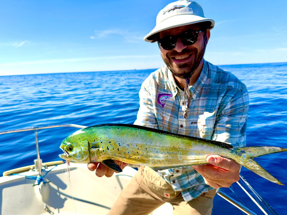 Juvenile mahi mahi (Coryphaena Hippurus) are the most frequent catch on the fly
