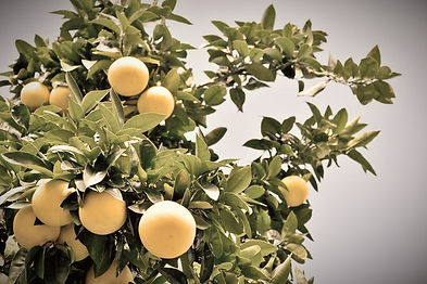 grapefruit-trees_da82f571-104b-4b34-b405-ddc36a03df75_edited.jpg