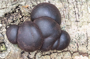 King Alfred's Cakes (Daldinia concentric
