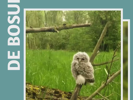 Een weetje over... de bosuil