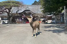 東北エアシステム_金華山_金華山のシカ.webp