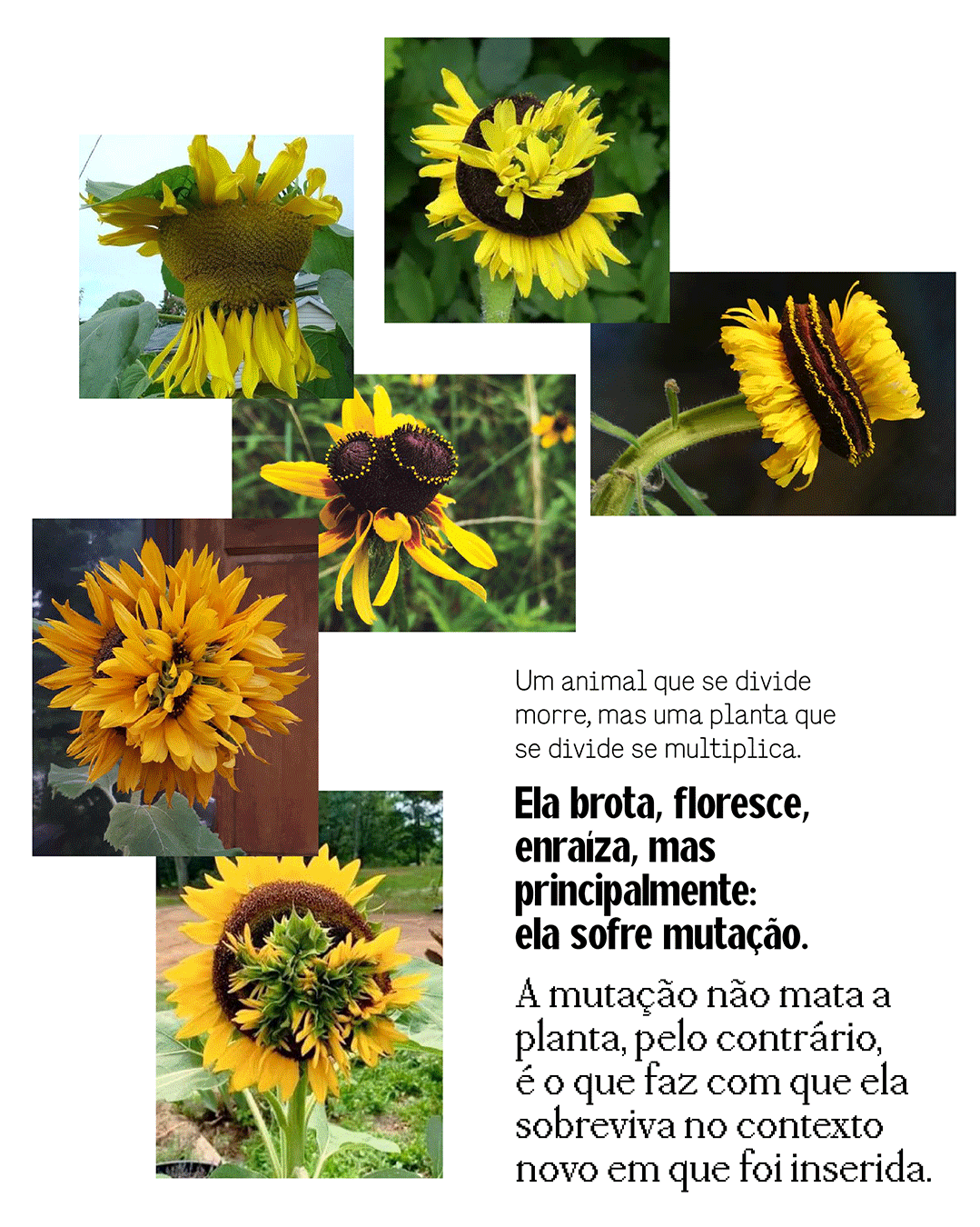 gif-capas-fasciacao.gif