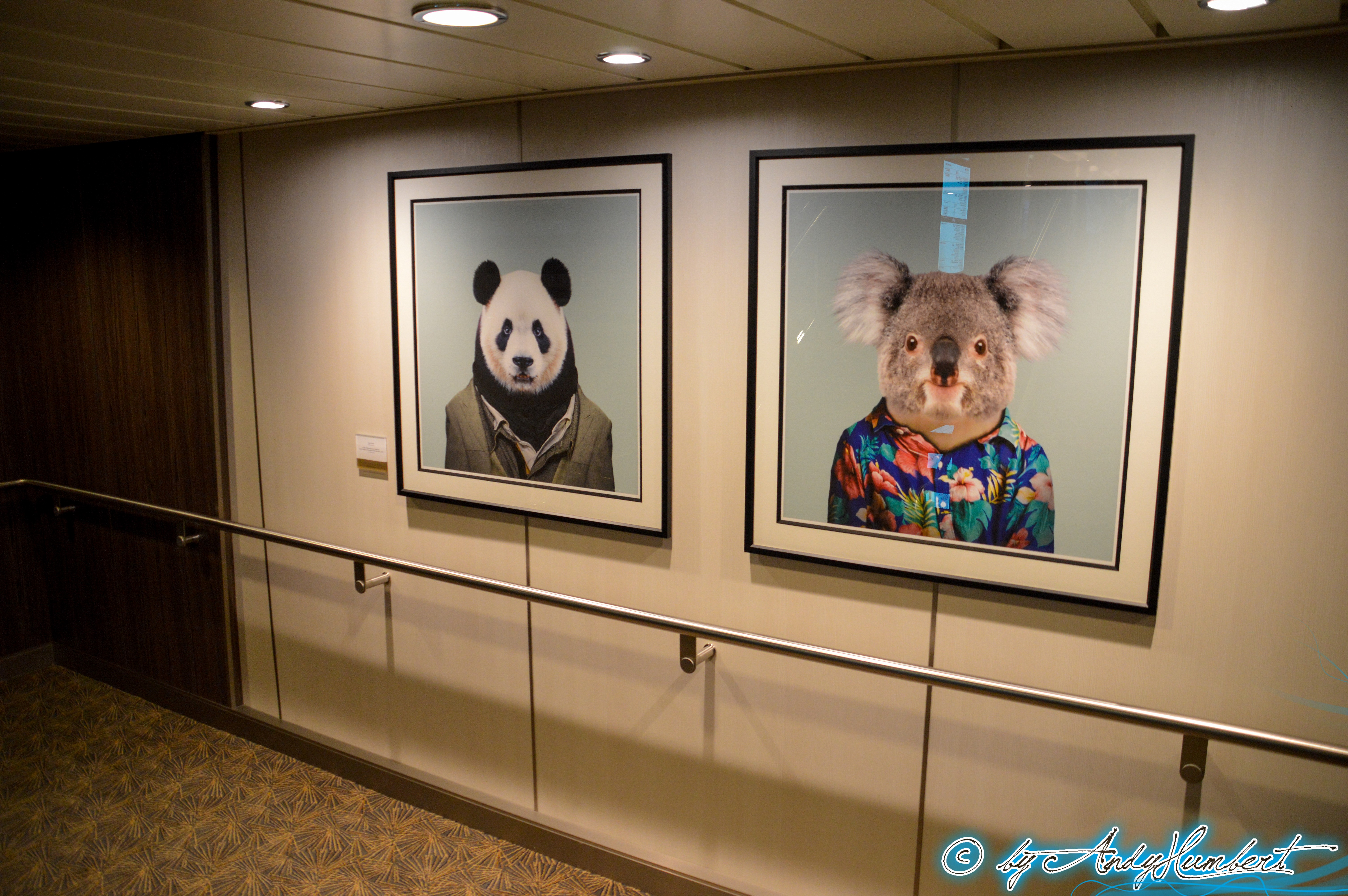Giant Panda & Koala