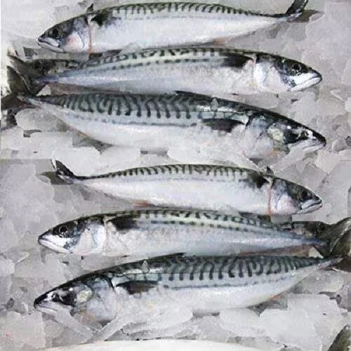 Fish Minkel Frozen Mackerel Fish sold per kg | Shop9ja