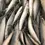 Thumbnail: Frozen Mackerel Fish sold per kg