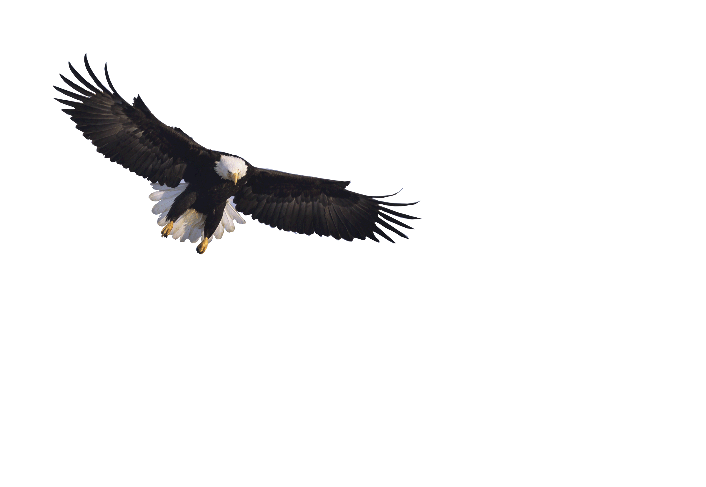 EAGLE-OUTLINE.gif