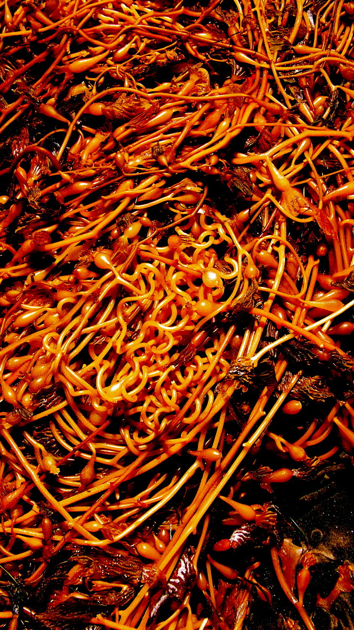 seaweed spaghetti