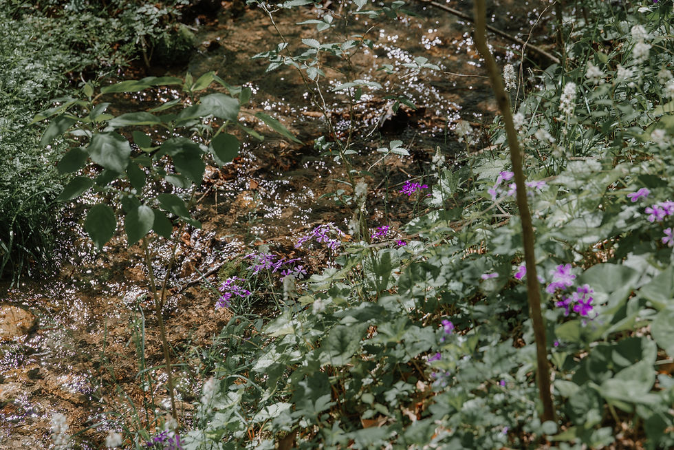 Purple wildflowers and dense green foliage grow beside a shallow, sunlit creek along the wooded hiking trail at Wells Hill Park in Fayetteville, Tennessee.