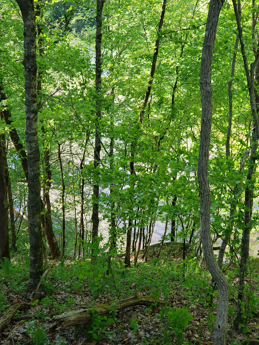 Dense woodland surrounds Camp Wonder Wander, where quiet trails wind through lush undergrowth and glimpses of water shimmer beyond the trees.