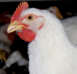 Cornish Chicken