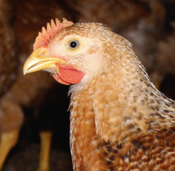 Sasso Red Chicken