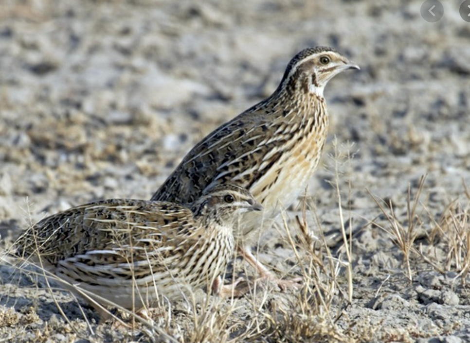 Quail