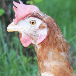 Red Fowl