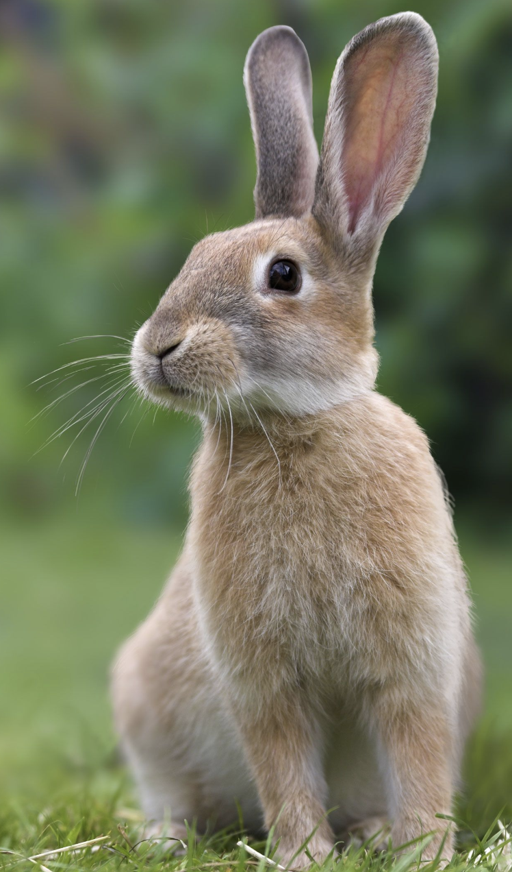 Rabbit