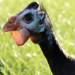 Guinea Hen