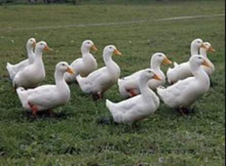 Pekin Duck