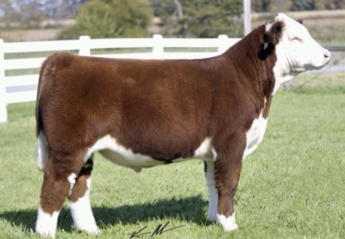 Feeder Cow