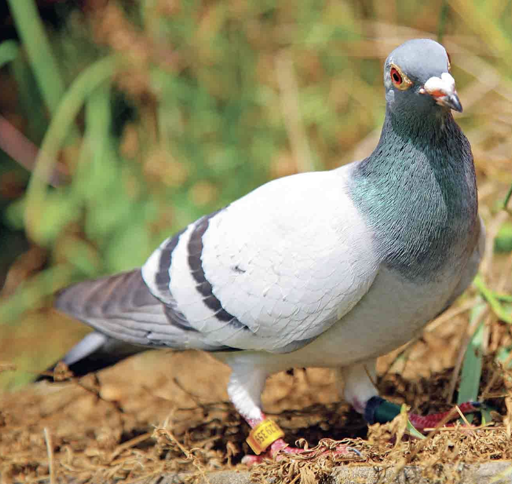 Pigeon