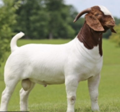 Boer Goat