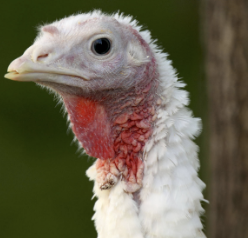 Turkey