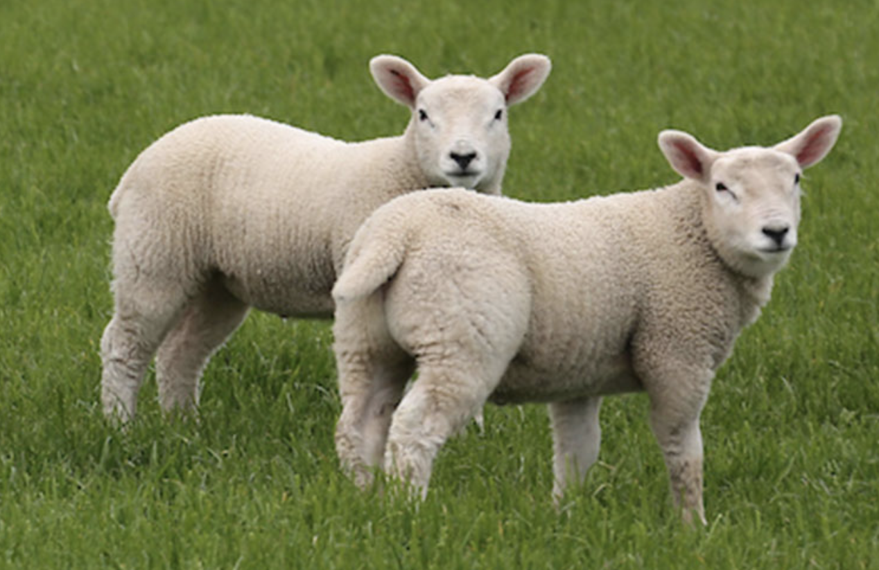 Lamb
