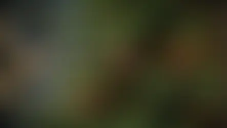 The Unstoppable Guide to Keeping Your Nordmann Fir Christmas Tree Merry and Bright!