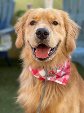 Reggie golden retriever
