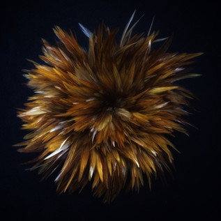 PL146