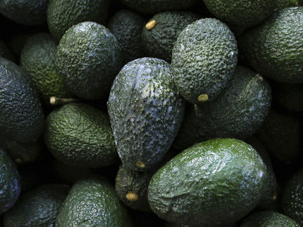 Kilo de aguacate hasta en $140 pesos el kilo