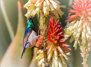 Birds = Pollinators.png