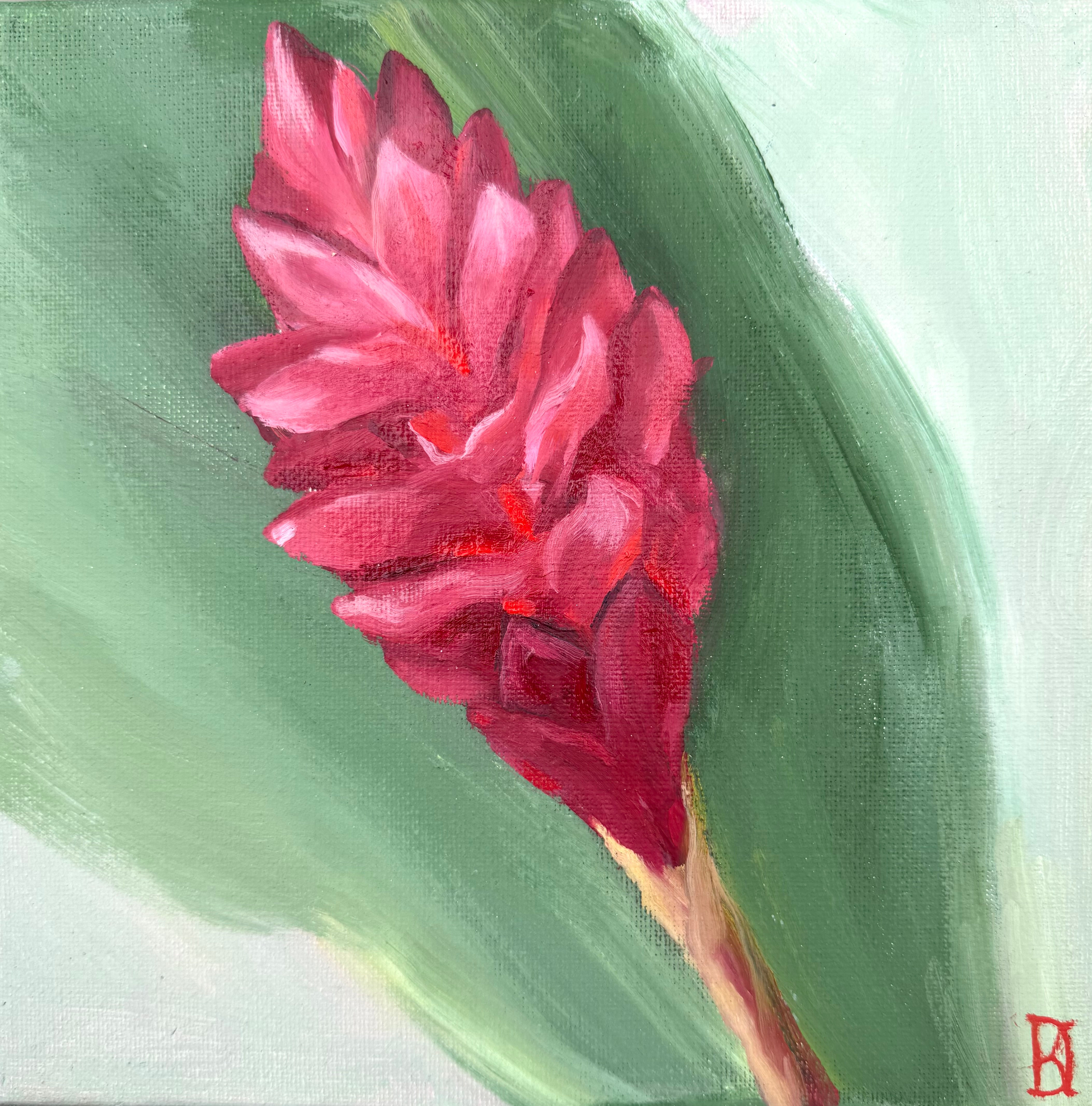 Gingembre rouge