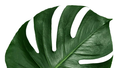leaf1.png