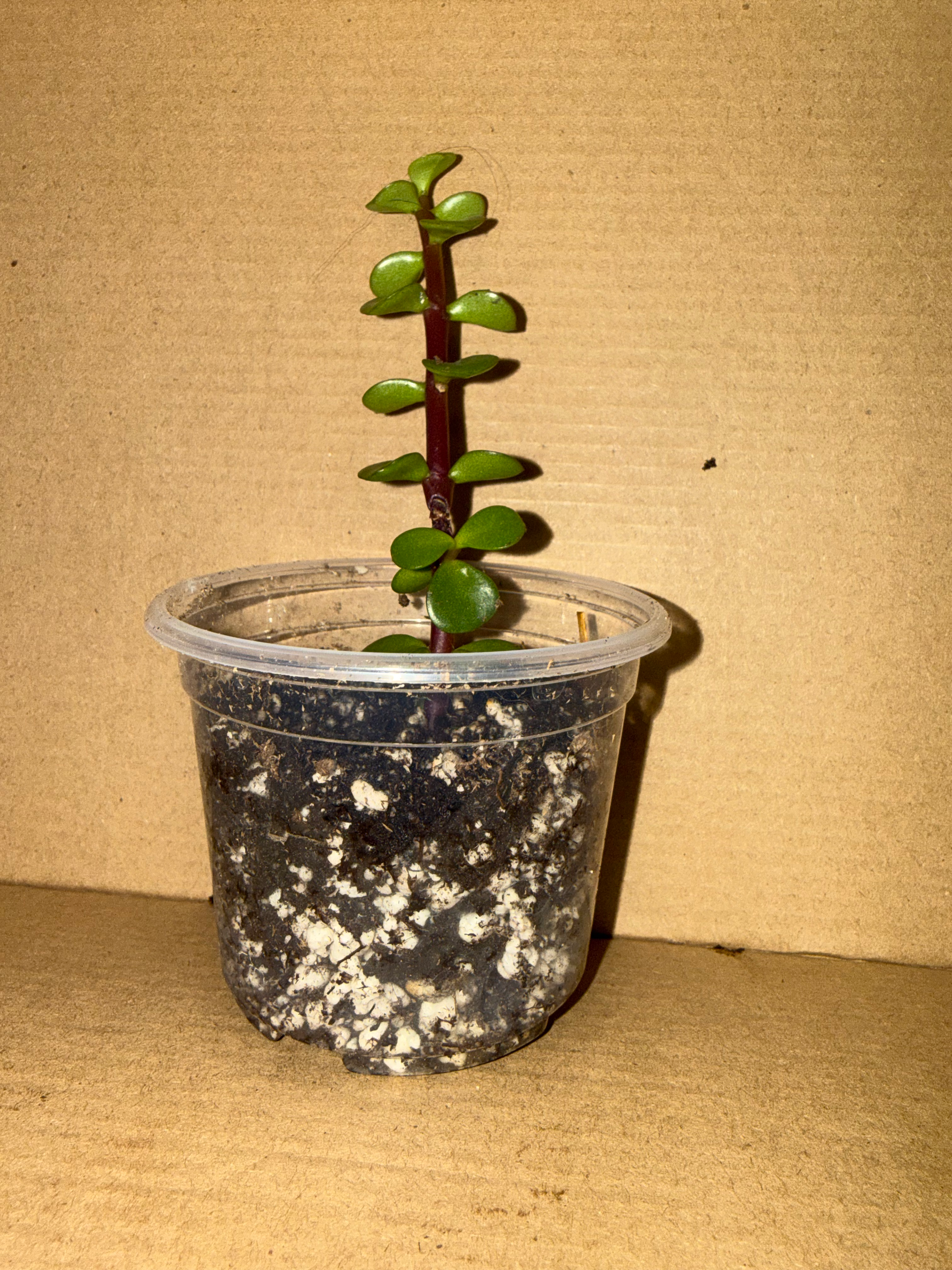 Jade Portulacaria | Bonsai Dwarf Jade Plant | Live Indoor/Outdoor Succulent 