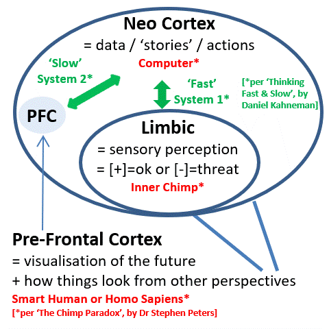 Brain model.gif