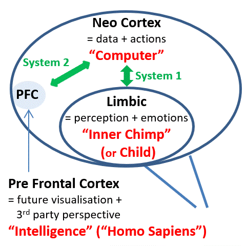 Brain model.gif