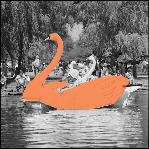 island-swan.jpg