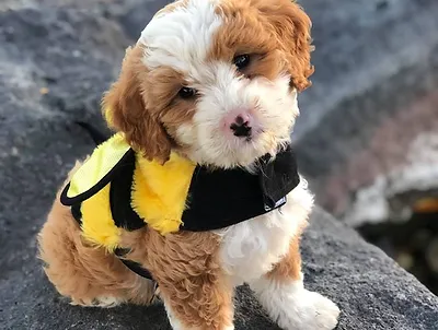 Red Carpet Doodles Idaho Doodle Puppies