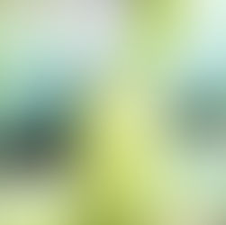 BIG Believer in Celery Juice