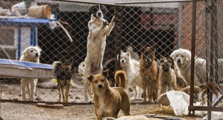 อัตคัดขัดสน