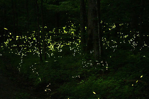 Synchronous Fireflies in the Great Smoky Mountains