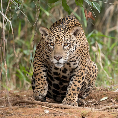 Jaguar_(Panthera_onca_palustris)_female_