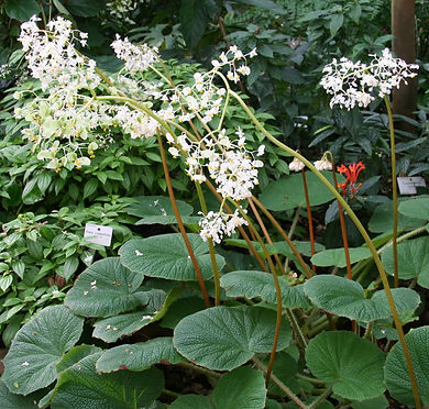Begonia acida.jpg