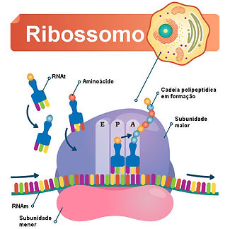 ribossomo.jpg