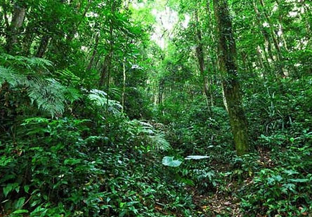A Flora da Mata Atlântica