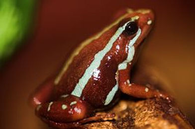280px-Epipedobates_tricolor_close.jpg