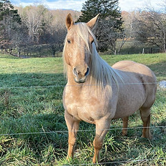 horses.jpg