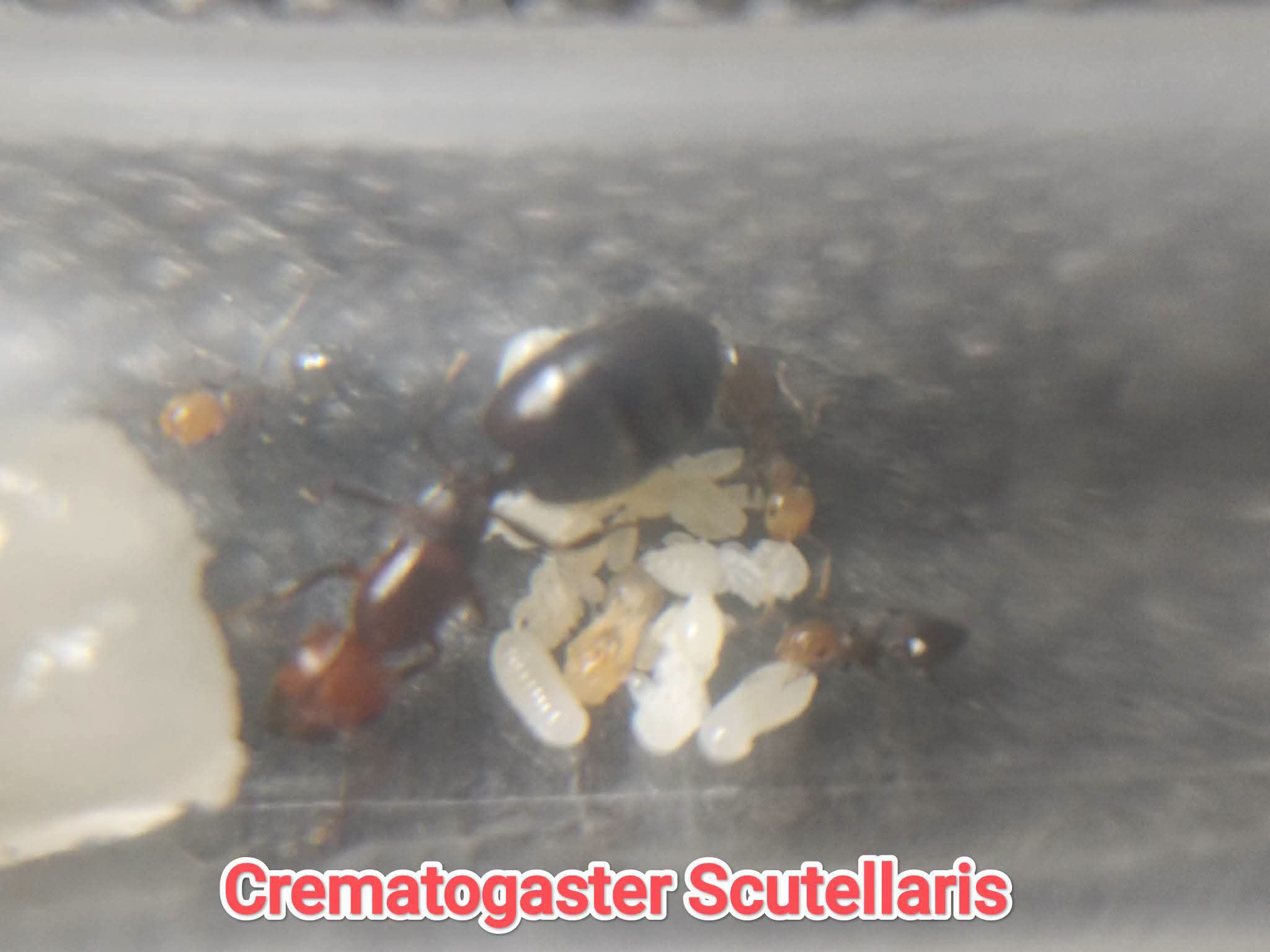 CREMATOGASTER SCUTELLARIS