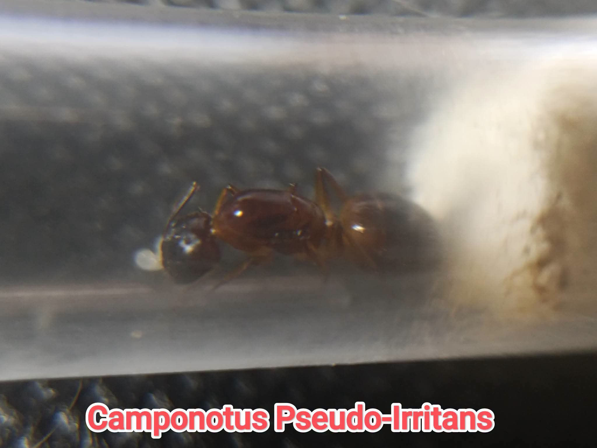 CAMPONOTUS PSEUDO-IRRITANS
