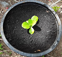 Plant_edited.jpg
