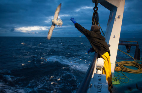 Professional Photography of the Scottish Fishing Industry.